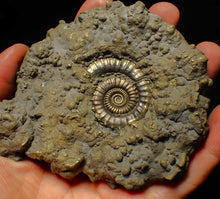 Load image into Gallery viewer, Huge Crucilobiceras pyrite ammonite fossil (113 mm)
