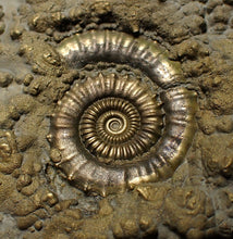 Load image into Gallery viewer, Huge Crucilobiceras pyrite ammonite fossil (113 mm)
