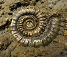 Load image into Gallery viewer, Huge Crucilobiceras pyrite ammonite fossil (113 mm)
