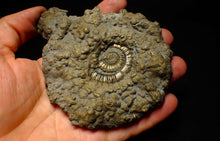Load image into Gallery viewer, Huge Crucilobiceras pyrite ammonite fossil (113 mm)

