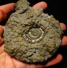 Load image into Gallery viewer, Huge Crucilobiceras pyrite ammonite fossil (113 mm)
