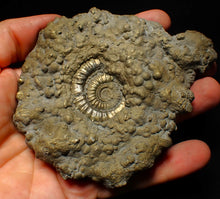 Load image into Gallery viewer, Huge Crucilobiceras pyrite ammonite fossil (113 mm)
