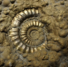 Load image into Gallery viewer, Huge Crucilobiceras pyrite ammonite fossil (113 mm)
