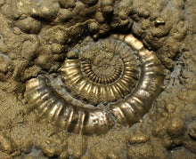 Load image into Gallery viewer, Huge Crucilobiceras pyrite ammonite fossil (113 mm)

