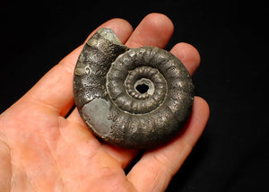Big pyrite Eoderoceras ammonite fossil (66 mm)