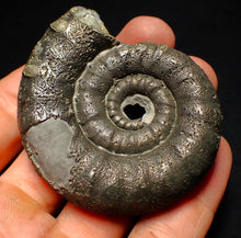 Load image into Gallery viewer, Big pyrite Eoderoceras ammonite fossil (66 mm)

