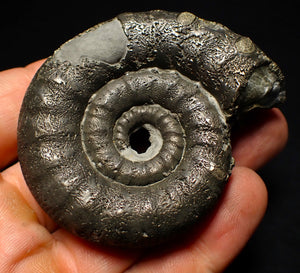 Big pyrite Eoderoceras ammonite fossil (66 mm)