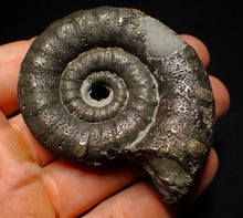 Load image into Gallery viewer, Big pyrite Eoderoceras ammonite fossil (66 mm)
