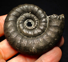 Load image into Gallery viewer, Big pyrite Eoderoceras ammonite fossil (66 mm)
