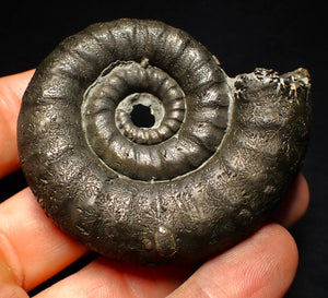 Big pyrite Eoderoceras ammonite fossil (66 mm)