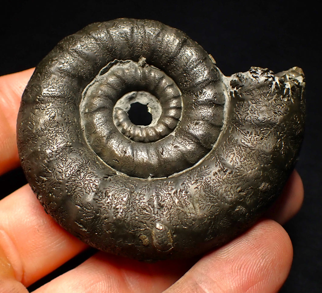 Big pyrite Eoderoceras ammonite fossil (66 mm)