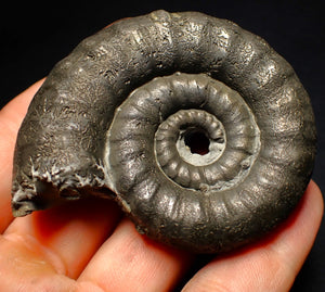 Big pyrite Eoderoceras ammonite fossil (66 mm)