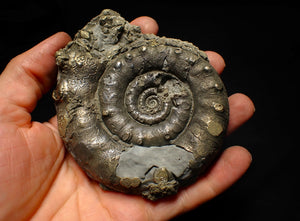 Huge pyrite Eoderoceras ammonite fossil (105 mm)