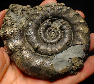 Huge pyrite Eoderoceras ammonite fossil (105 mm)