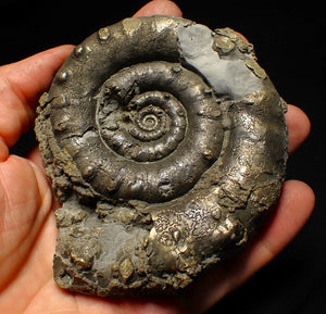 Huge pyrite Eoderoceras ammonite fossil (105 mm)