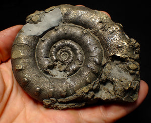 Huge pyrite Eoderoceras ammonite fossil (105 mm)