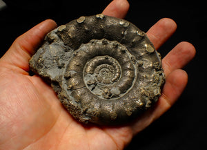 Huge pyrite Eoderoceras ammonite fossil (105 mm)