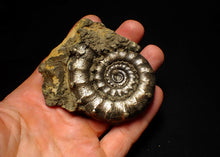 Load image into Gallery viewer, Big spiny pyrite Eoderoceras ammonite fossil (76 mm)
