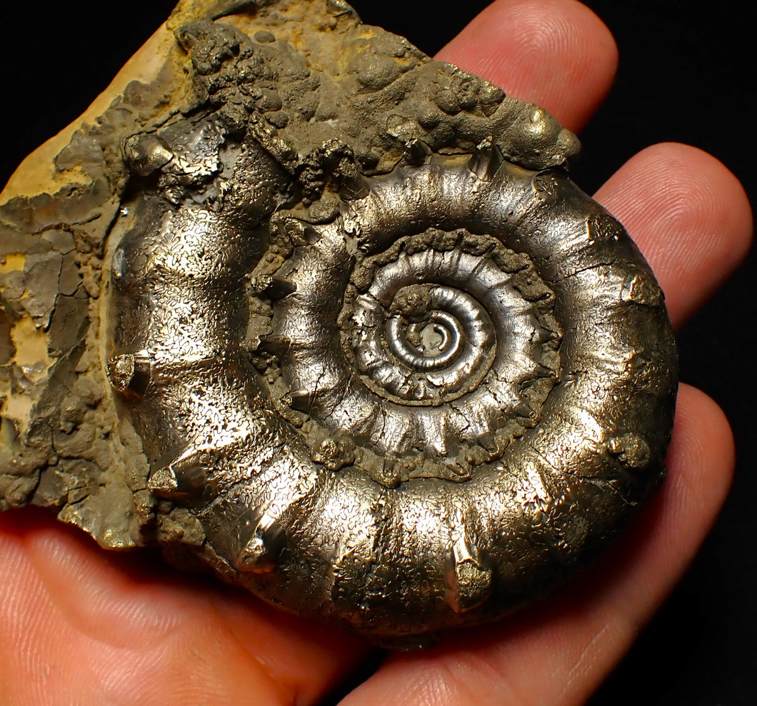 Big spiny pyrite Eoderoceras ammonite fossil (76 mm)