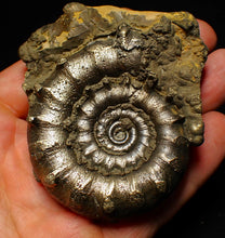 Load image into Gallery viewer, Big spiny pyrite Eoderoceras ammonite fossil (76 mm)
