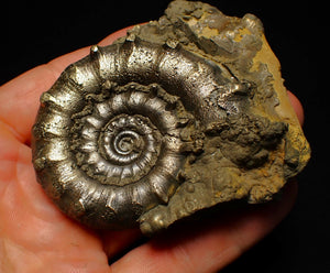 Big spiny pyrite Eoderoceras ammonite fossil (76 mm)