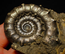 Load image into Gallery viewer, Big spiny pyrite Eoderoceras ammonite fossil (76 mm)
