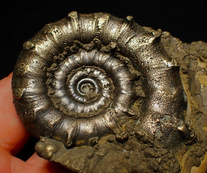 Big spiny pyrite Eoderoceras ammonite fossil (76 mm)