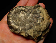 Load image into Gallery viewer, Big spiny pyrite Eoderoceras ammonite fossil (76 mm)
