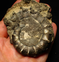 Load image into Gallery viewer, Big spiny pyrite Eoderoceras ammonite fossil (76 mm)
