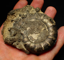 Load image into Gallery viewer, Big spiny pyrite Eoderoceras ammonite fossil (76 mm)
