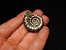 Load image into Gallery viewer, Perfect pyrite Eoderoceras ammonite fossil (37 mm)
