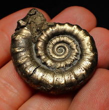 Load image into Gallery viewer, Perfect pyrite Eoderoceras ammonite fossil (37 mm)
