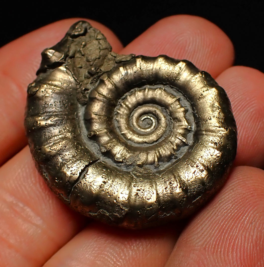 Perfect pyrite Eoderoceras ammonite fossil (37 mm)