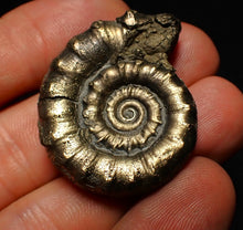 Load image into Gallery viewer, Perfect pyrite Eoderoceras ammonite fossil (37 mm)
