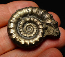 Load image into Gallery viewer, Perfect pyrite Eoderoceras ammonite fossil (37 mm)
