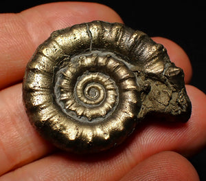 Perfect pyrite Eoderoceras ammonite fossil (37 mm)