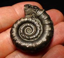 Load image into Gallery viewer, Perfect pyrite Eoderoceras ammonite fossil (37 mm)

