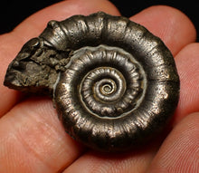Load image into Gallery viewer, Perfect pyrite Eoderoceras ammonite fossil (37 mm)
