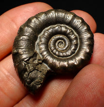 Load image into Gallery viewer, Perfect pyrite Eoderoceras ammonite fossil (37 mm)
