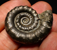 Load image into Gallery viewer, Perfect pyrite Eoderoceras ammonite fossil (37 mm)
