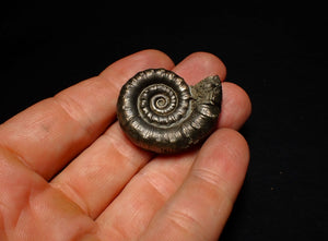 Perfect pyrite Eoderoceras ammonite fossil (37 mm)