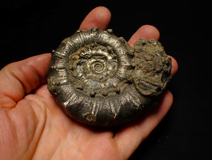Big spiny pyrite Eoderoceras ammonite fossil (86 mm)