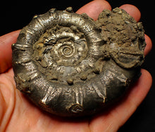 Load image into Gallery viewer, Big spiny pyrite Eoderoceras ammonite fossil (86 mm)
