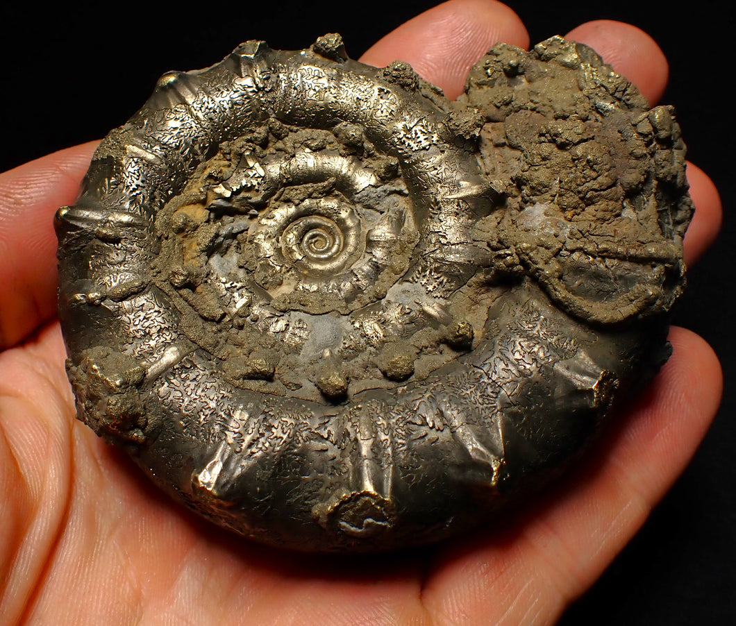 Big spiny pyrite Eoderoceras ammonite fossil (86 mm)