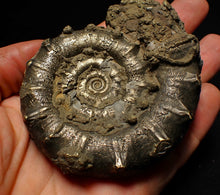 Load image into Gallery viewer, Big spiny pyrite Eoderoceras ammonite fossil (86 mm)
