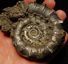 Load image into Gallery viewer, Big spiny pyrite Eoderoceras ammonite fossil (86 mm)
