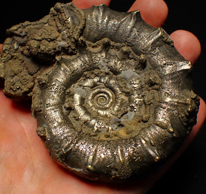 Big spiny pyrite Eoderoceras ammonite fossil (86 mm)
