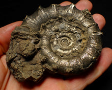 Load image into Gallery viewer, Big spiny pyrite Eoderoceras ammonite fossil (86 mm)
