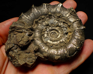 Big spiny pyrite Eoderoceras ammonite fossil (86 mm)