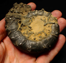 Load image into Gallery viewer, Big spiny pyrite Eoderoceras ammonite fossil (86 mm)
